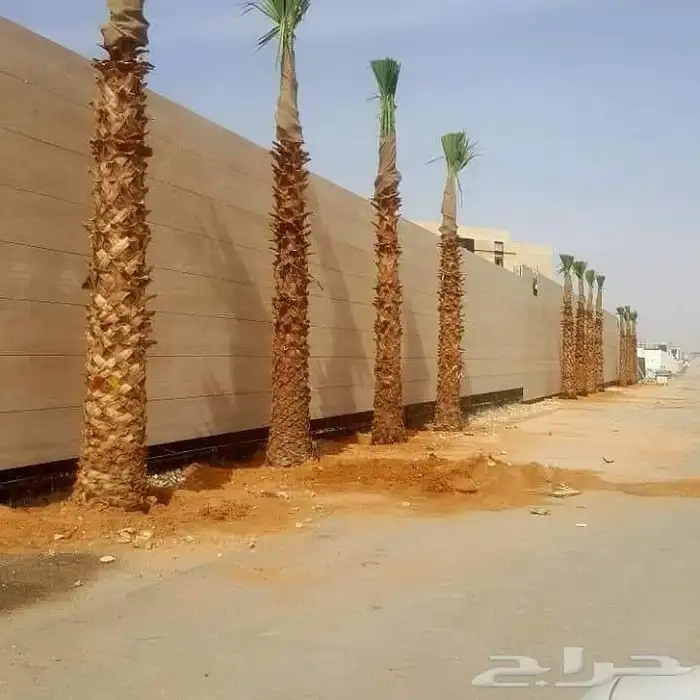 نخل واشنطن وعربي مثمر جميع المقاسات متوفره يوجد توصيل لجميع 0