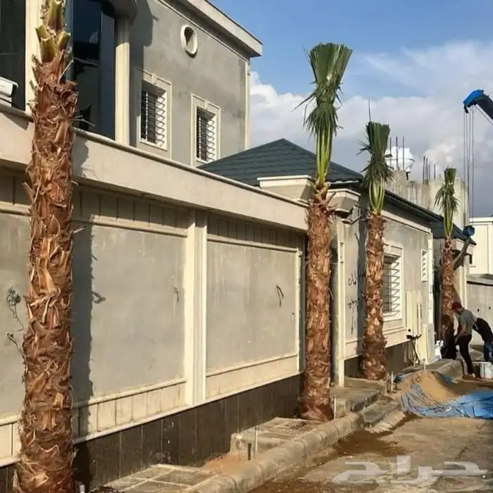 نخيل واشنطن زينه توريد وزراعه جميع المقاسات 7