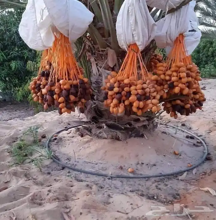 قلع وتوريد جميع انواع النخيل صغري برني شكل وتوصيل 1