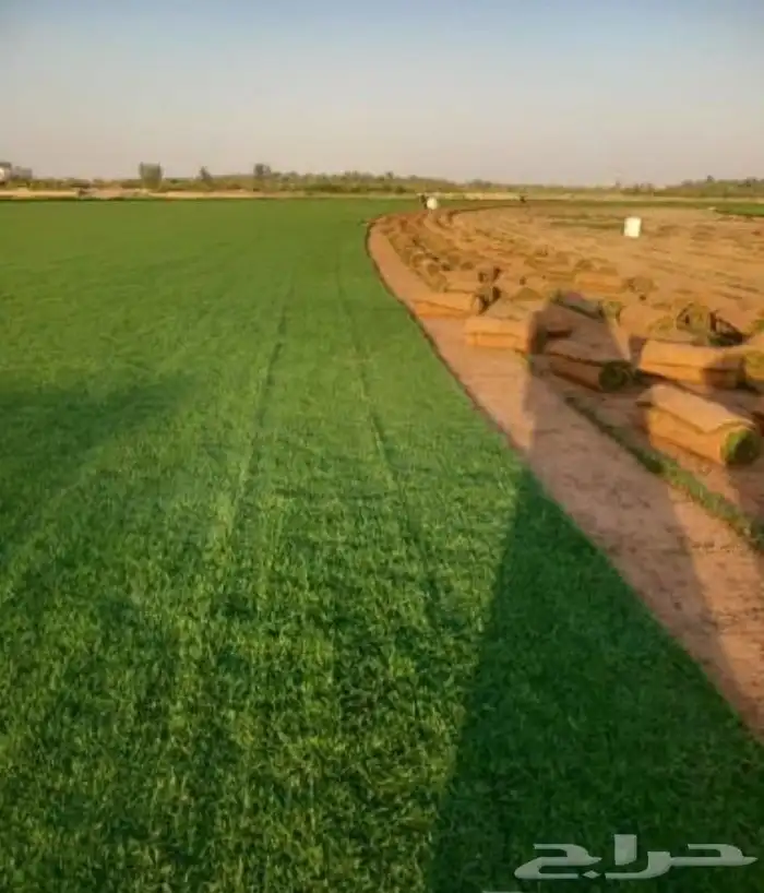 تيل طبيعي مشتل زراع طبيعي 9