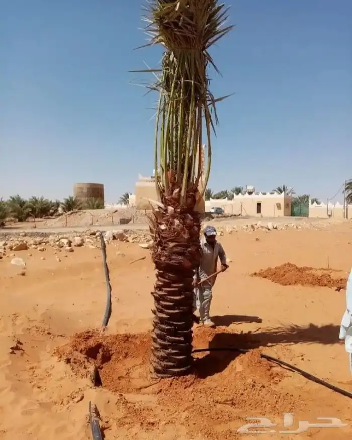 نخل واشنطن أمريكي للبيع نخيل مثمر اخلاص صقعي هلالي برحي سكري 4