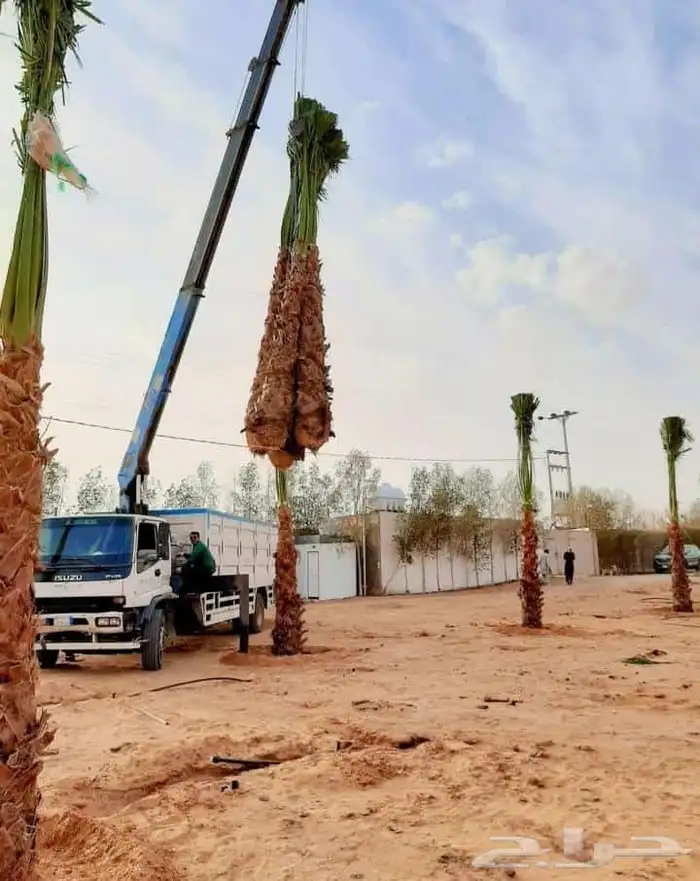 نخيل طيب انوع فاخره طيبه من القصيم نخلوطيب ومثمر 7