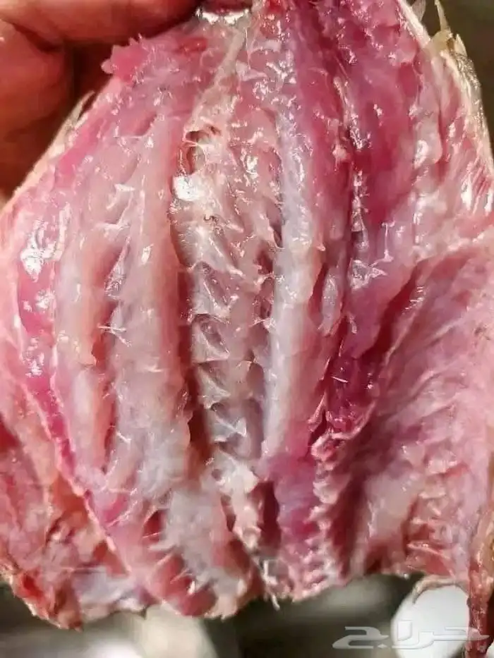 فسيخ نبروه وصل من مصر ورنجه درجة اولي 5