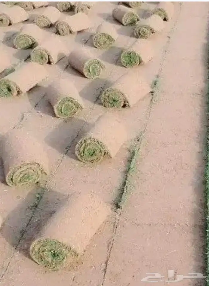 تيل طبيعي مشتل زراع طبيعي 7