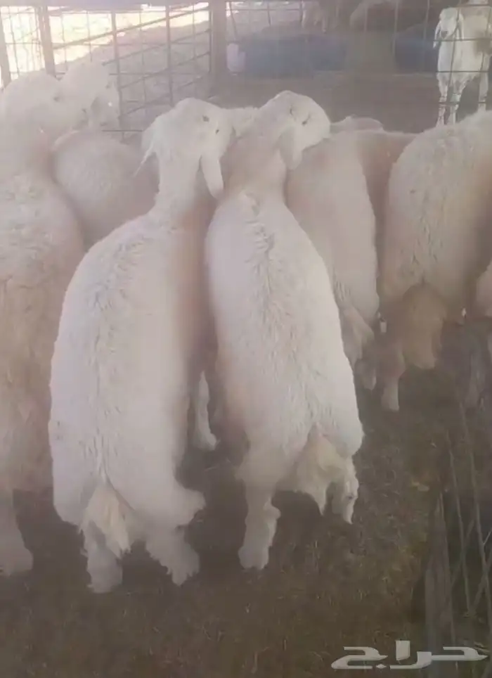 حري جبر فاخر 0