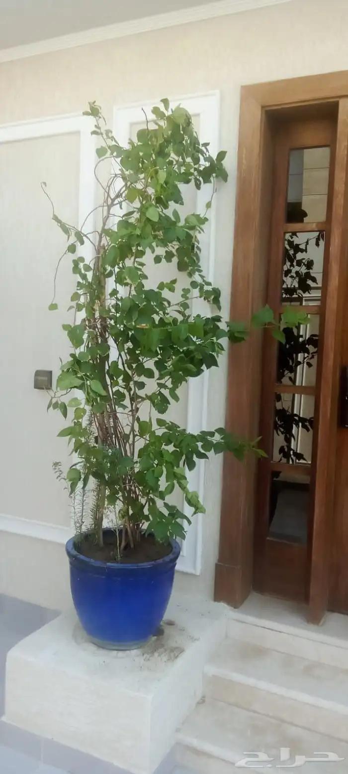 مشتل تنسيق الحد ائق 9