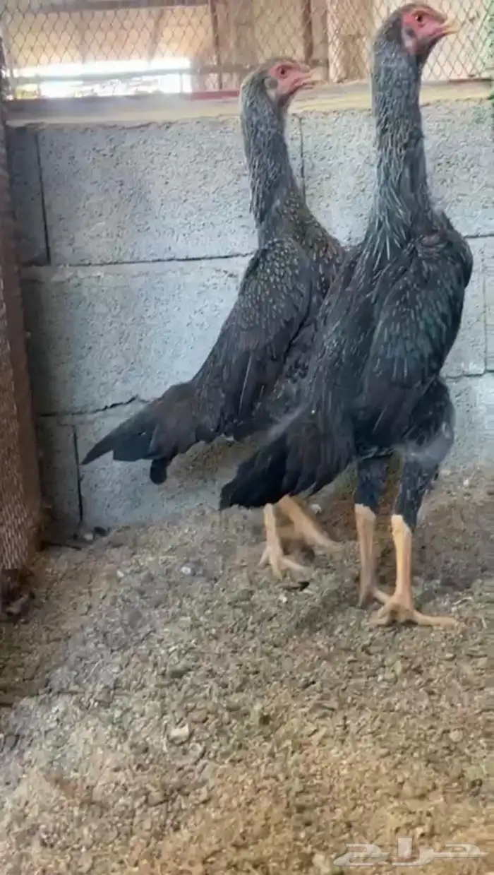 دجاج شامو يباني 1