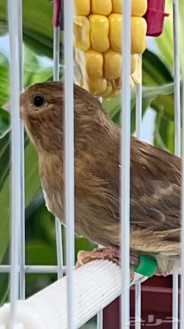 عدد اثنين فروخ كناري ( تم البيع ) 4