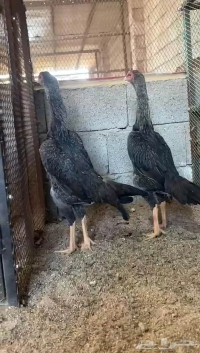 دجاج شامو يباني 0