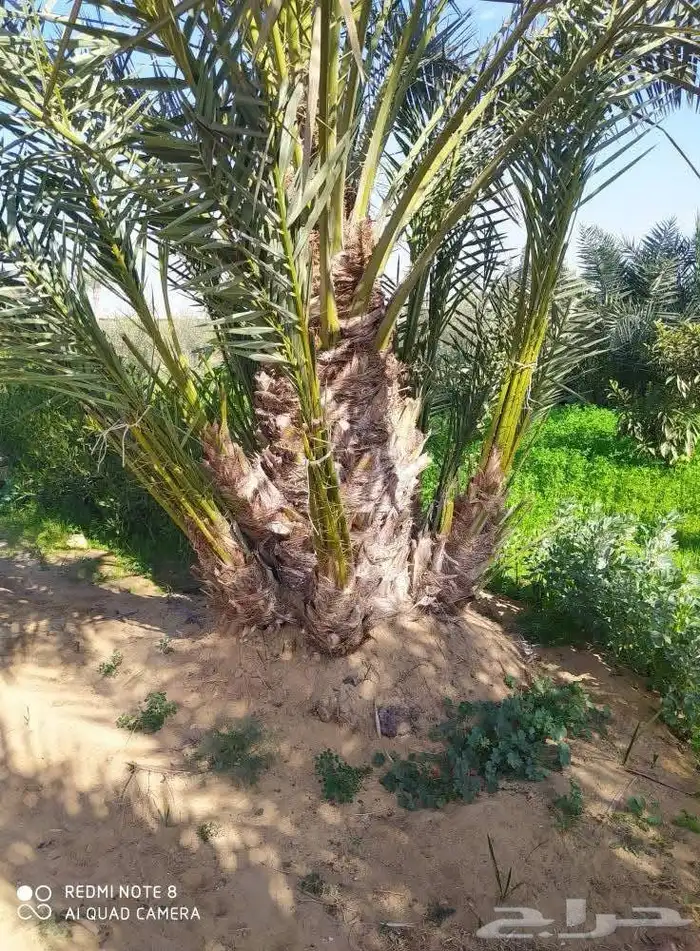 قلع وتوريد جميع انواع النخيل صغري برني شكل وتوصيل 0