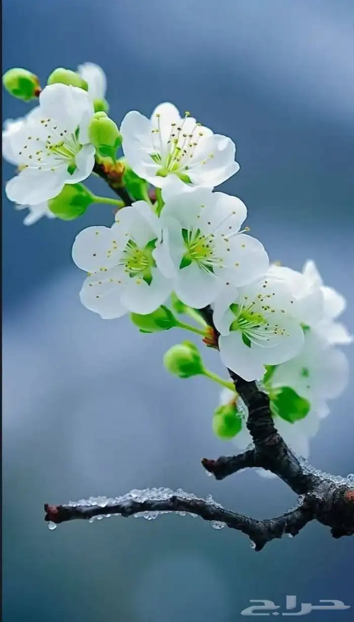 سودانيه ( مدرسه دردوس خصوصيه ابتدائي ومتوسط ) 1