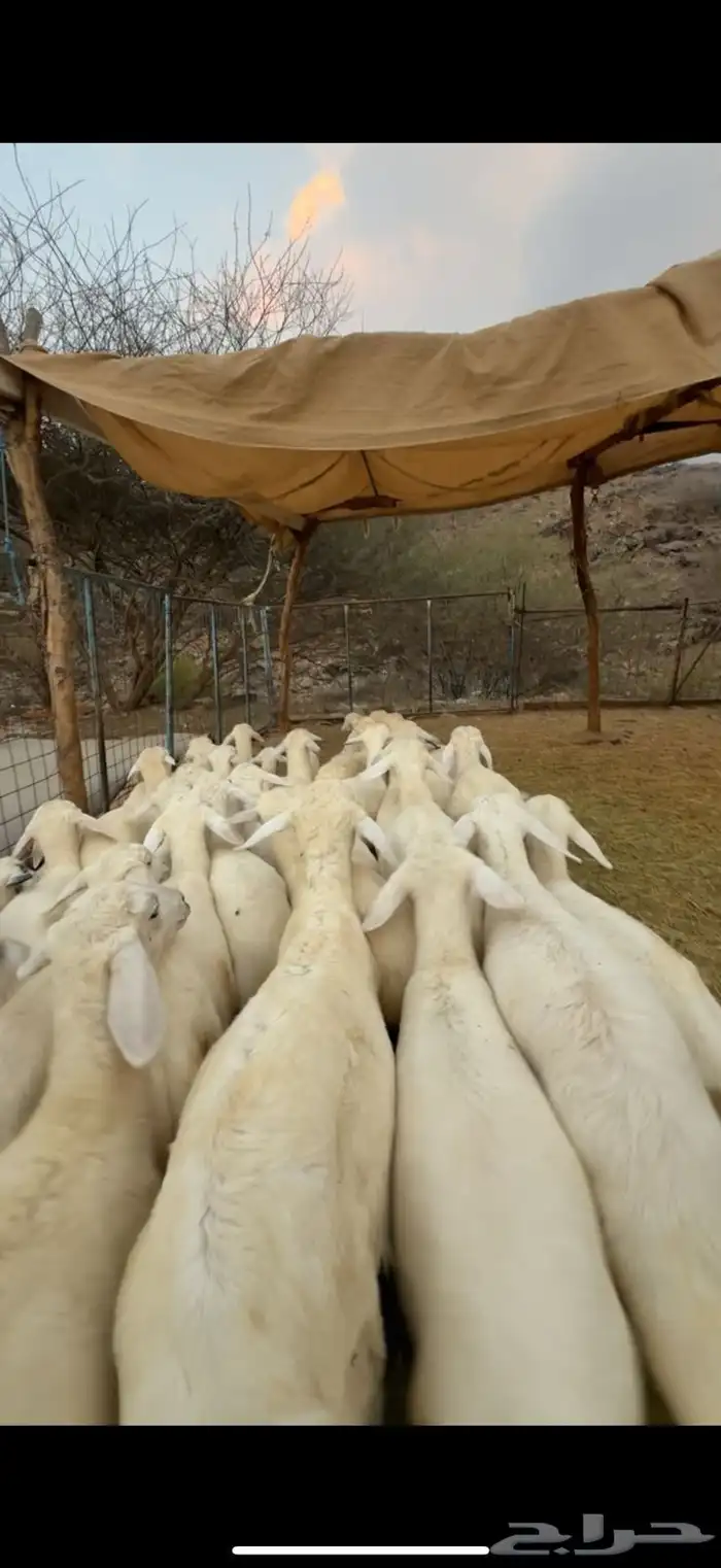 طليان ورخال للبيع 2