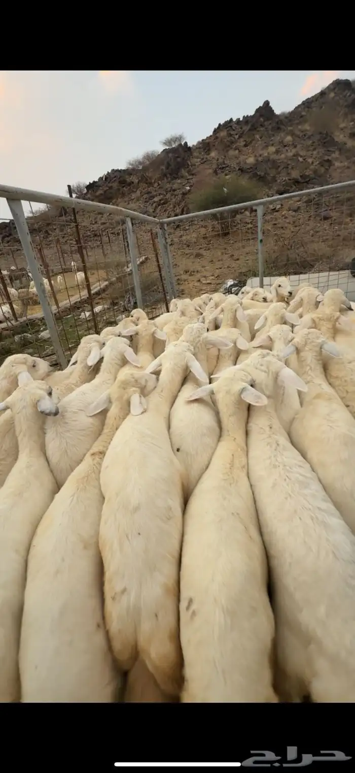 طليان ورخال للبيع 1