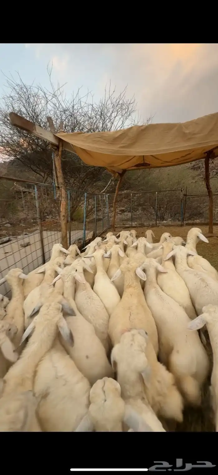 طليان ورخال للبيع 3