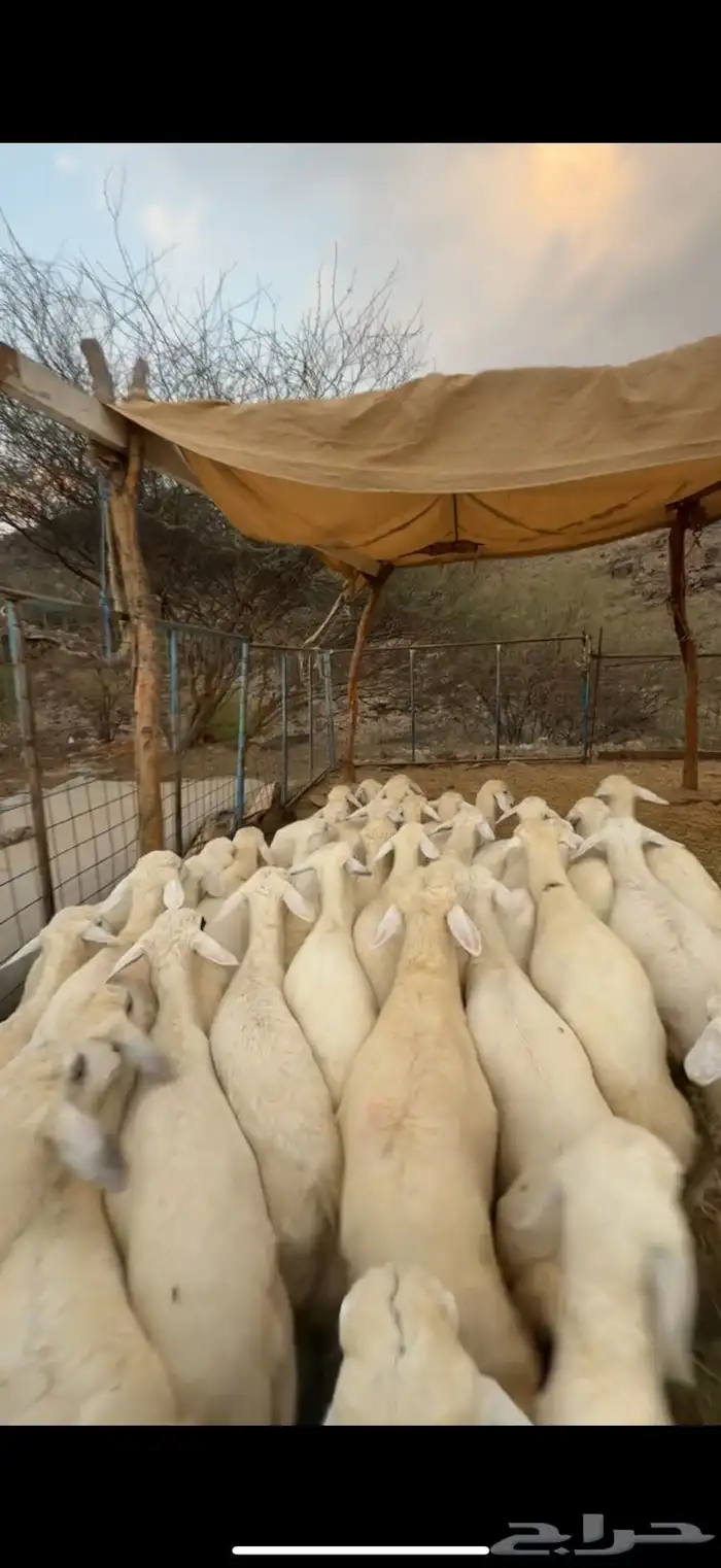 طليان ورخال للبيع 0