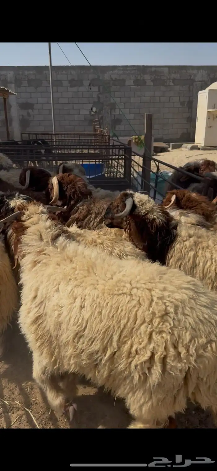 خرفان نعيم جذع 0