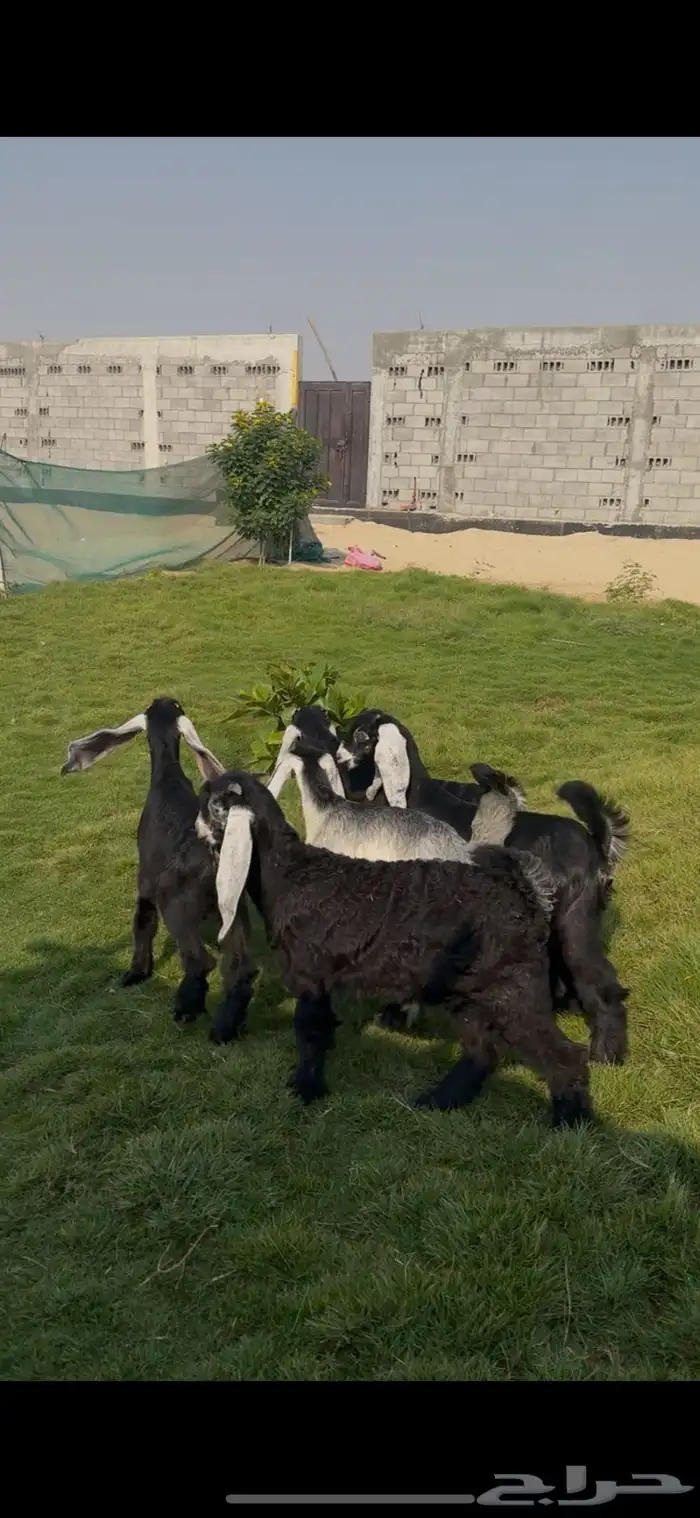 تيوس عوارض لباني فل نظاف 0