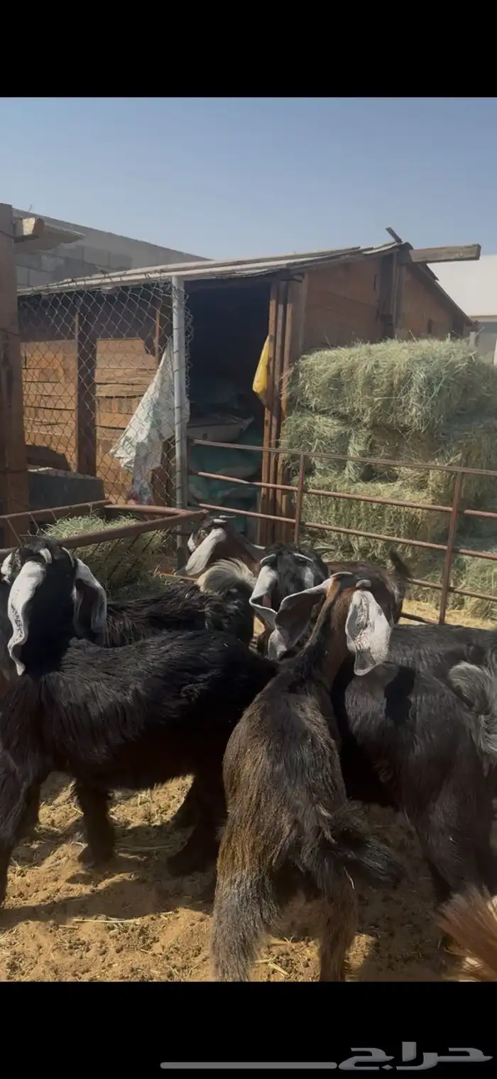 ذبائح تيوس عوارض بلدي بري فل نظاف 0