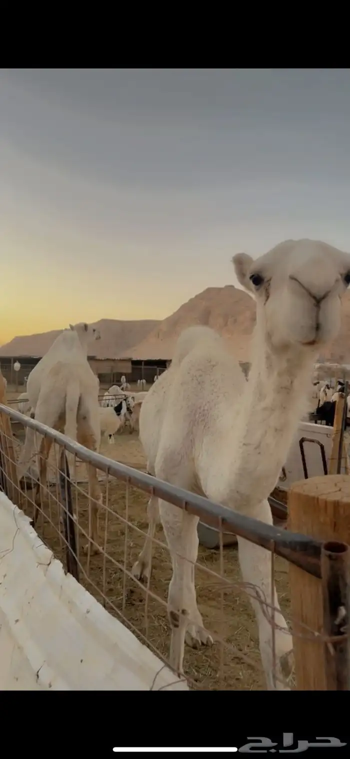 بكره وضروبه 1