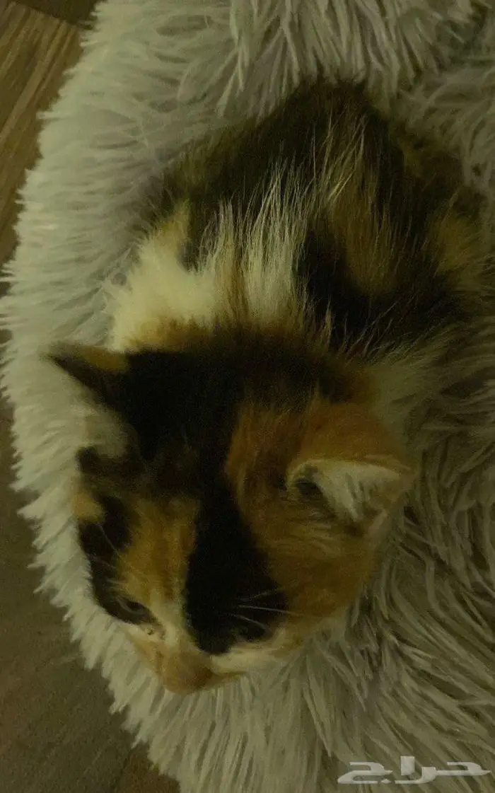 قطة للتبني 1