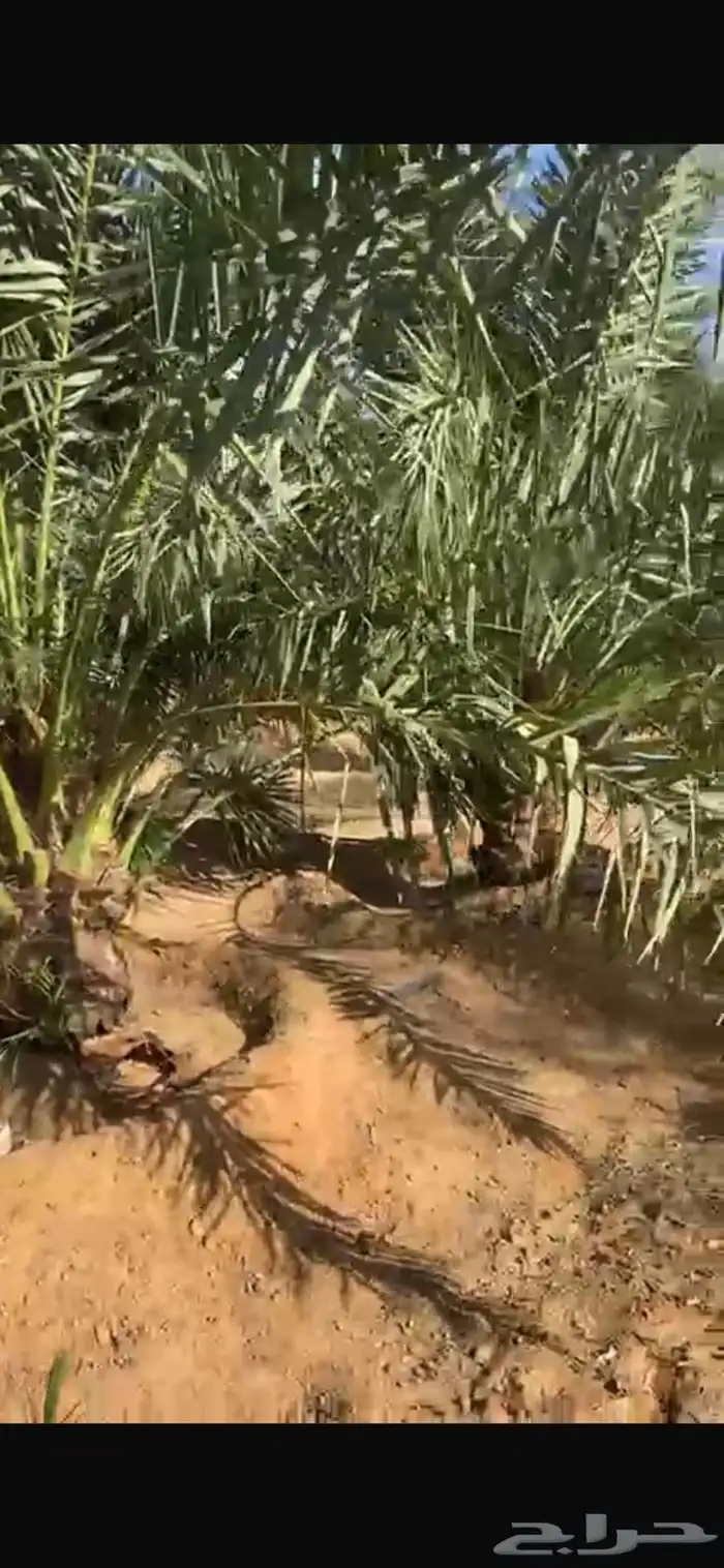 نخل مثمر نخل القصيم نخل للبيع صقعي مجدول سكري ونانه لبانه عج 7