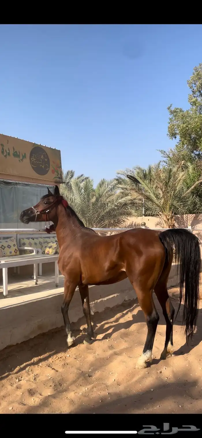 أيواء خيل مربط واسطبل د رة نساح للخيل العربيه 9