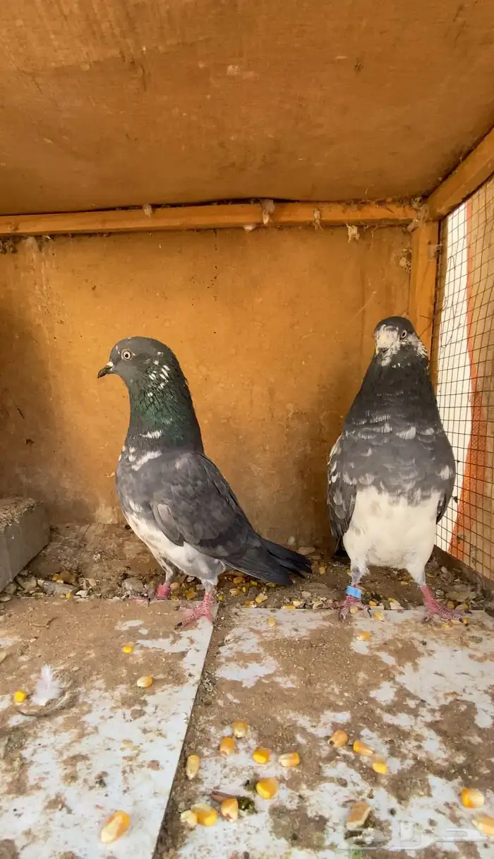 حمام تيدي شبرا 0