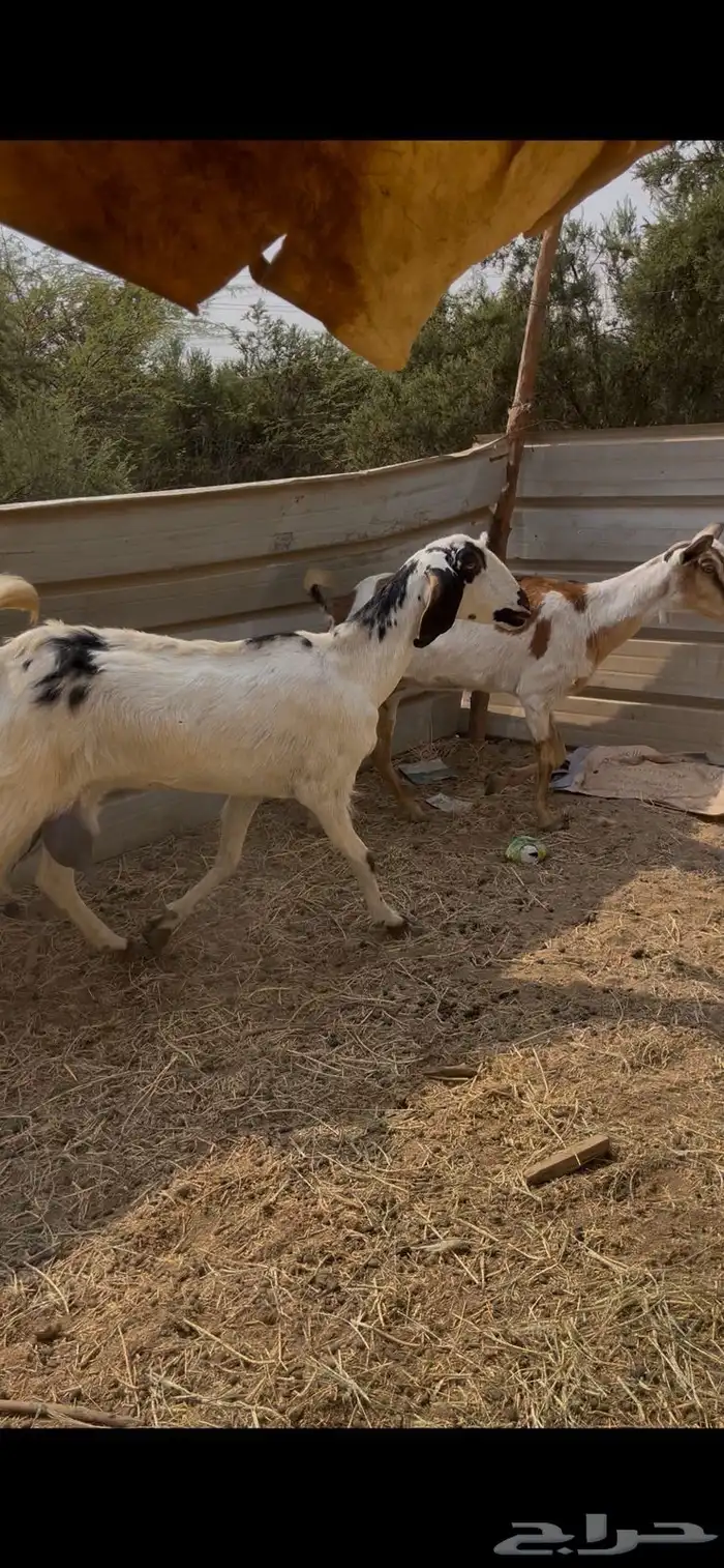 11 معزا جنوبيات دفيع فواخر كفوو ع 560 ي بلاش 1