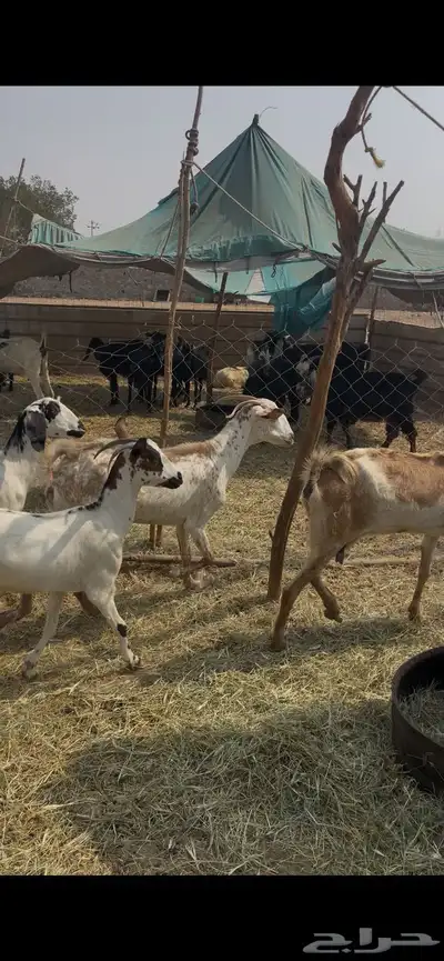 11 معزا جنوبيات دفيع فواخر كفوو ع 560 ي بلاش index