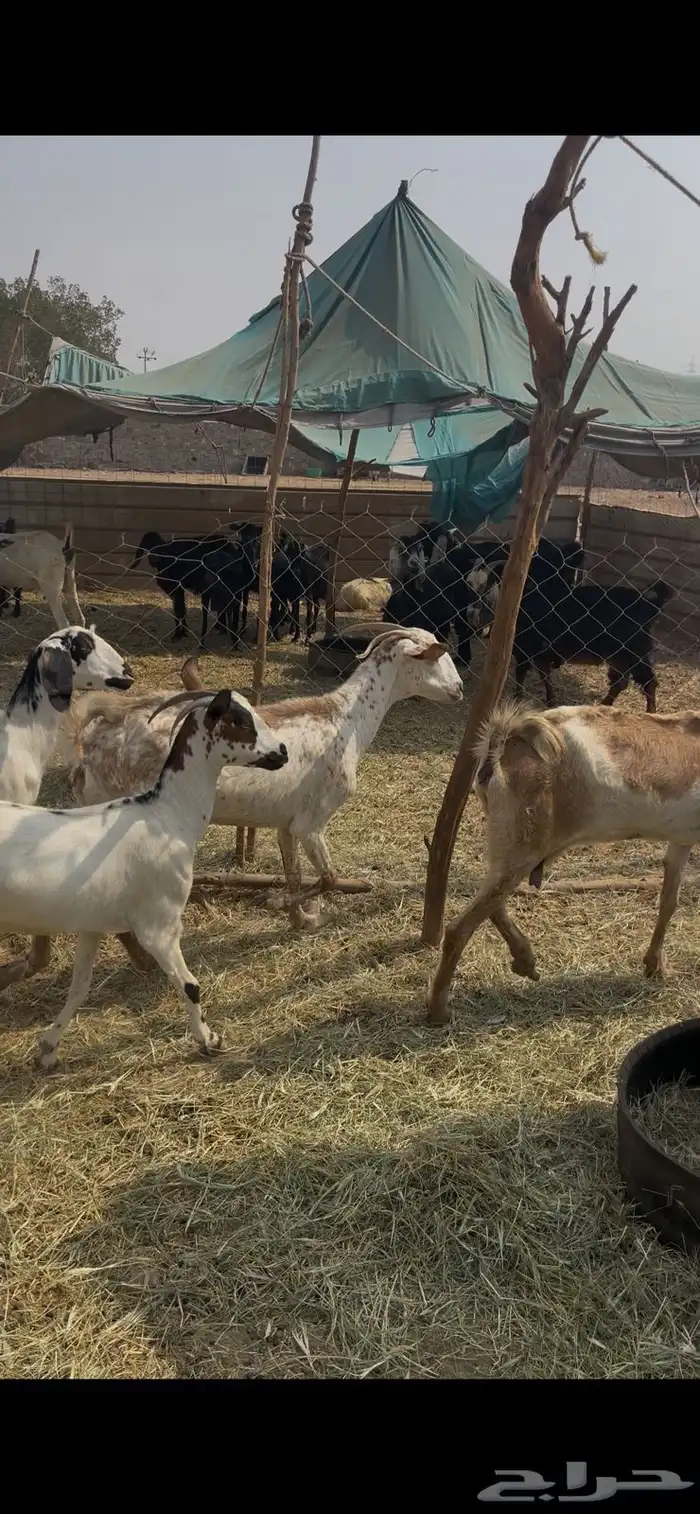 11 معزا جنوبيات دفيع فواخر كفوو ع 560 ي بلاش 3