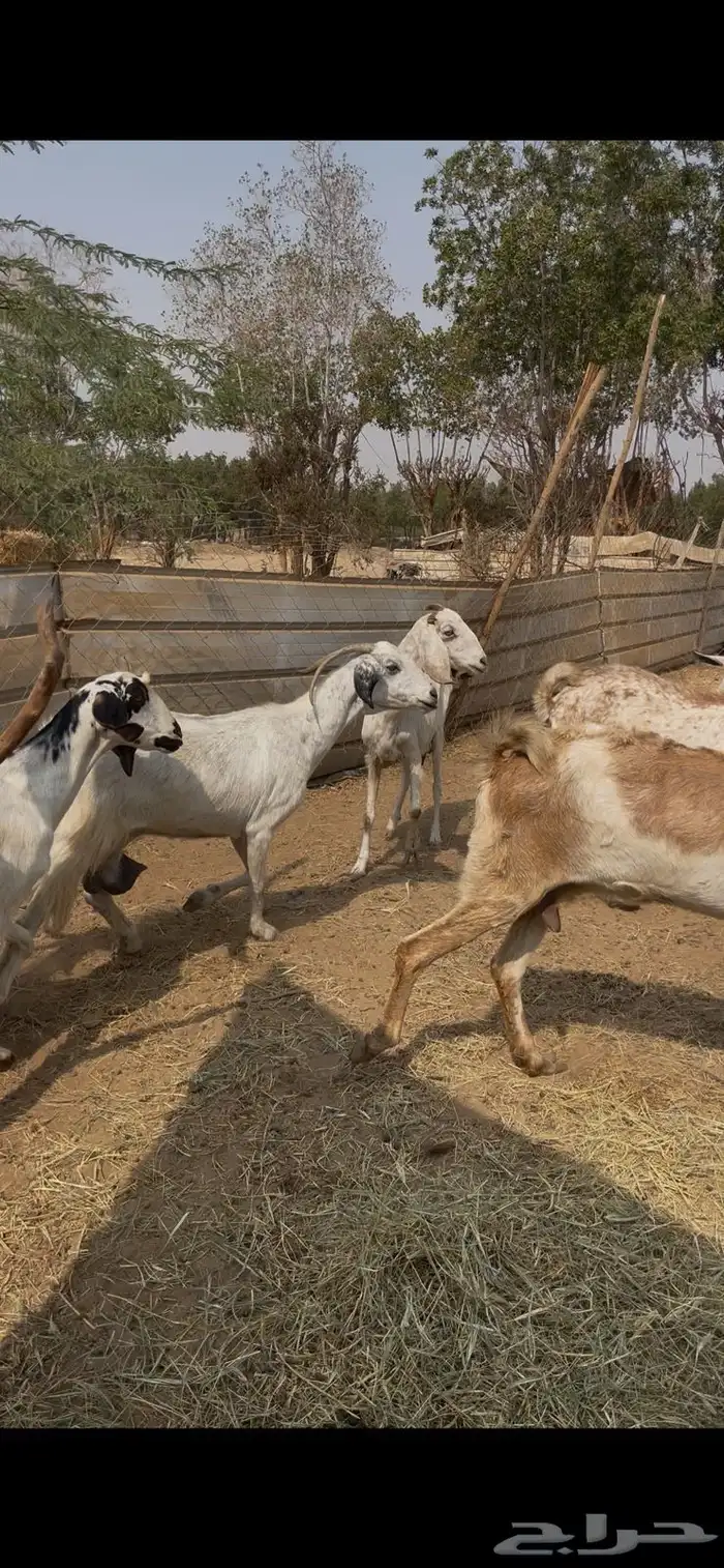 11 معزا جنوبيات دفيع فواخر كفوو ع 560 ي بلاش 4