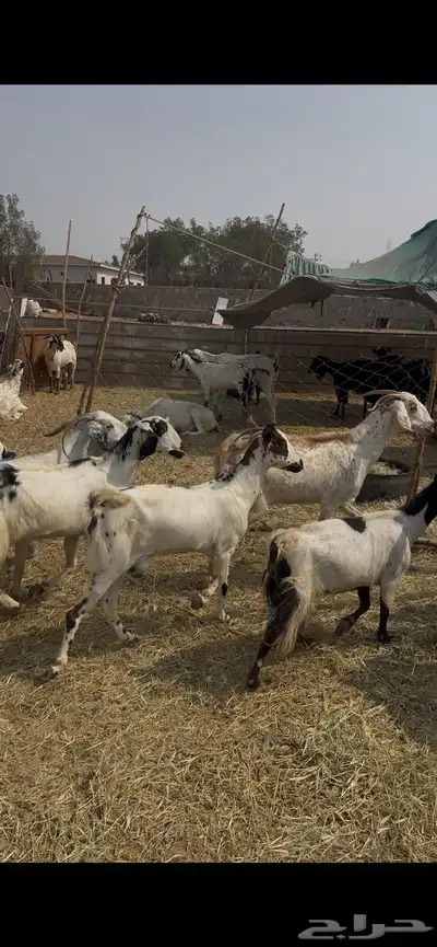 11 معزا جنوبيات دفيع فواخر كفوو ع 560 ي بلاش index