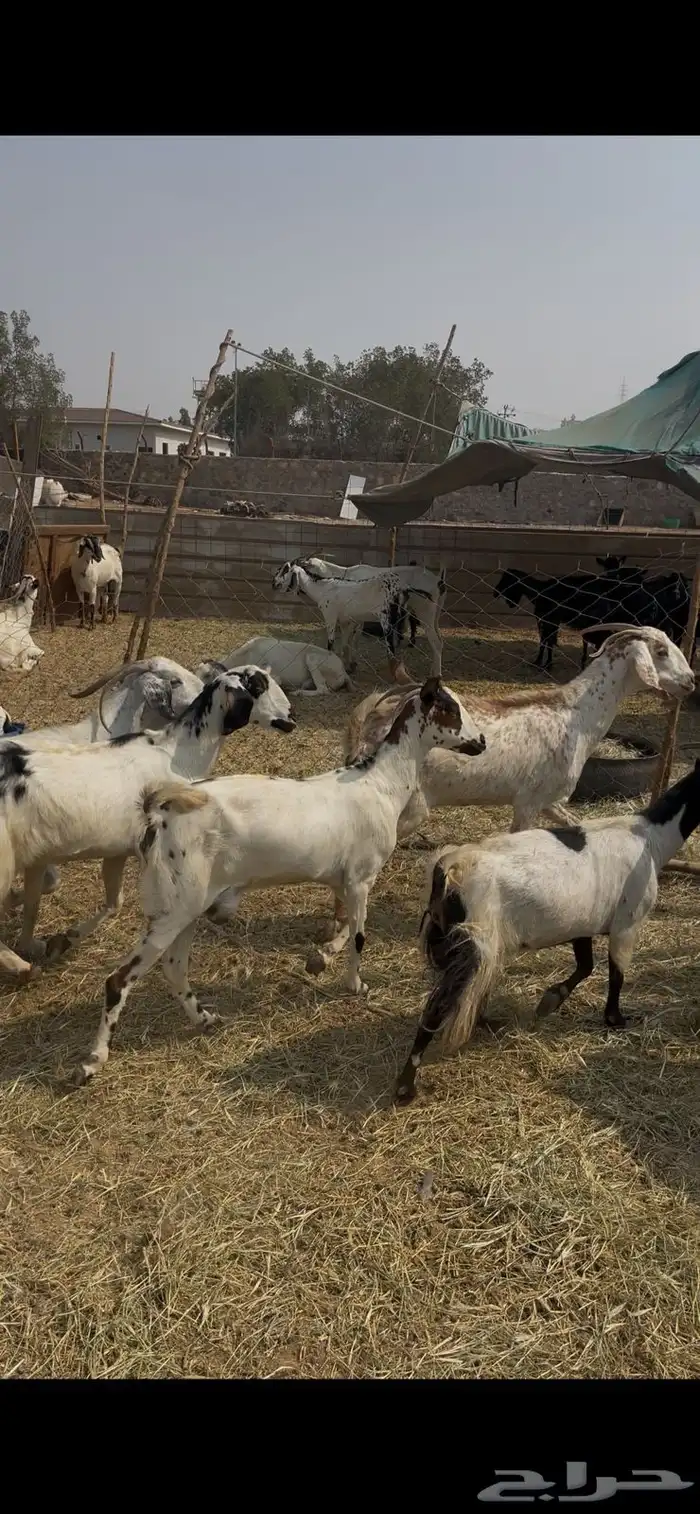 11 معزا جنوبيات دفيع فواخر كفوو ع 560 ي بلاش 0