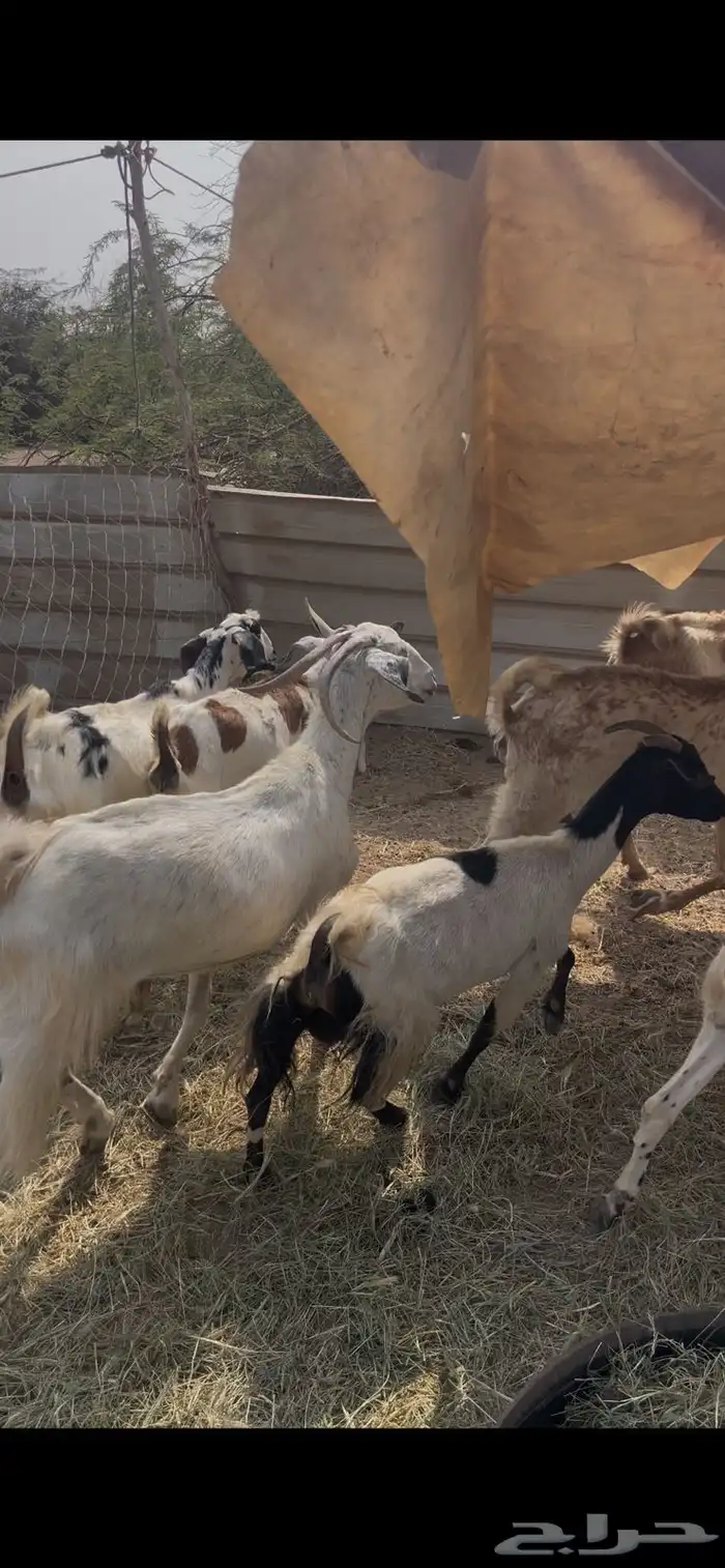 11 معزا جنوبيات دفيع فواخر كفوو ع 560 ي بلاش 5