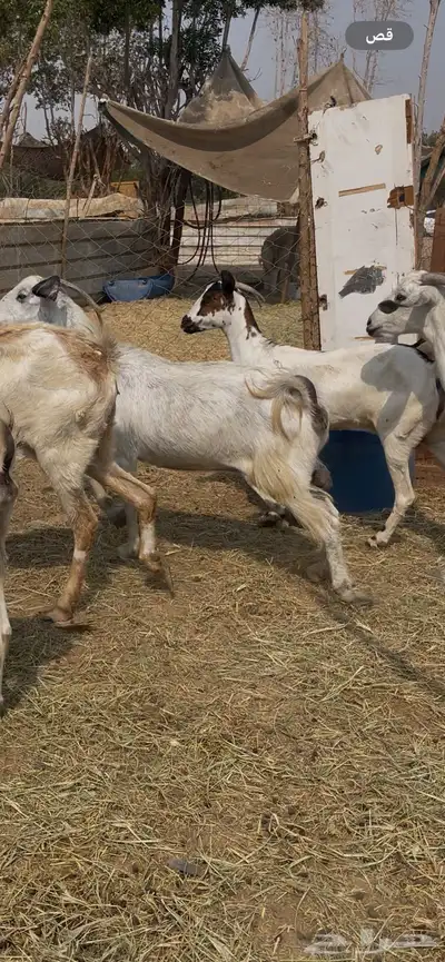 11 معزا جنوبيات دفيع فواخر كفوو ع 560 ي بلاش index