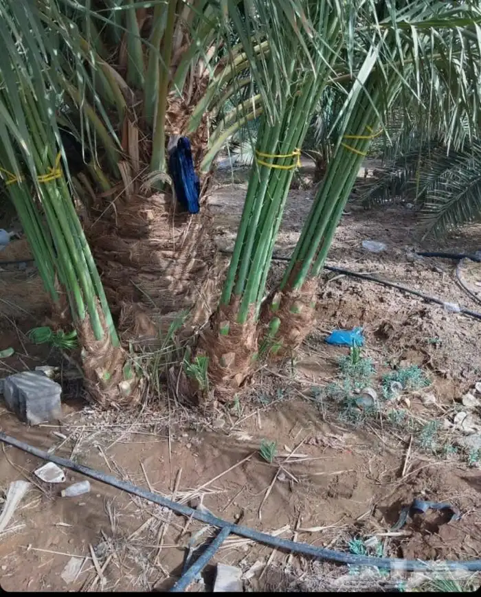 (رضاكم غايتنا) هذا تجدونه في موسستنأ للجميع أنواع المقاولات 4