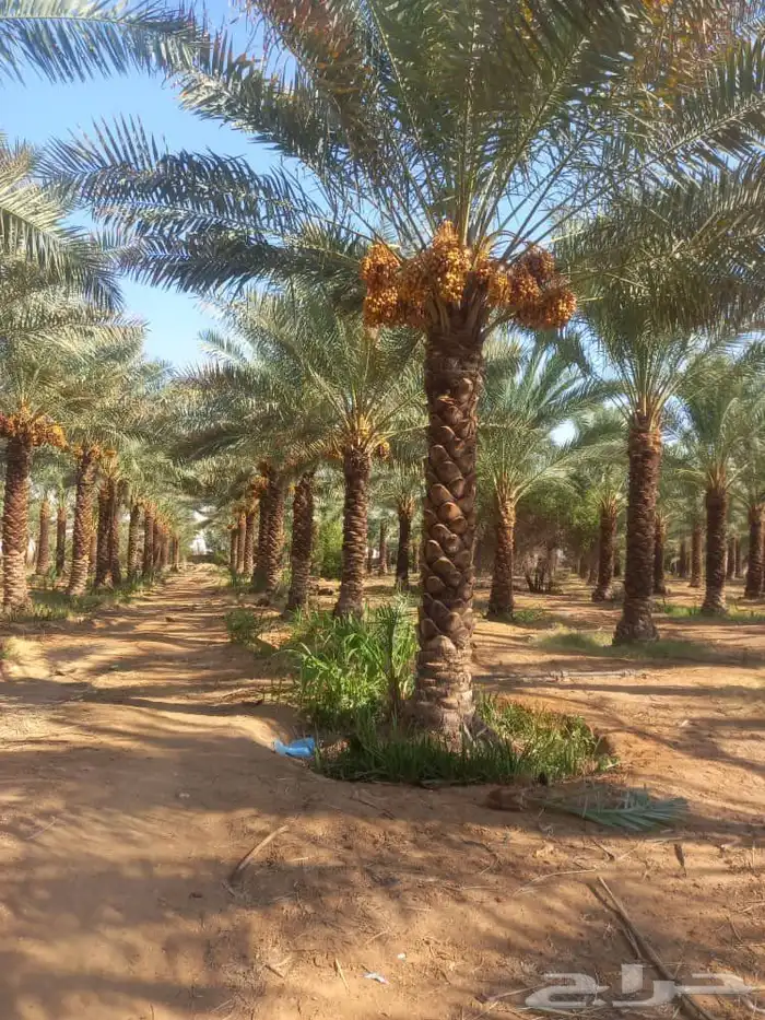 يوجود لدينا نخل عربي وشنطني 2
