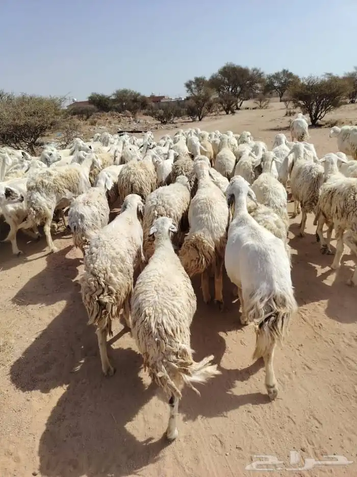 غنم حريه حرش مراح وحد قطعه وحده العداد 100الغنم طيبه ودفيع 3