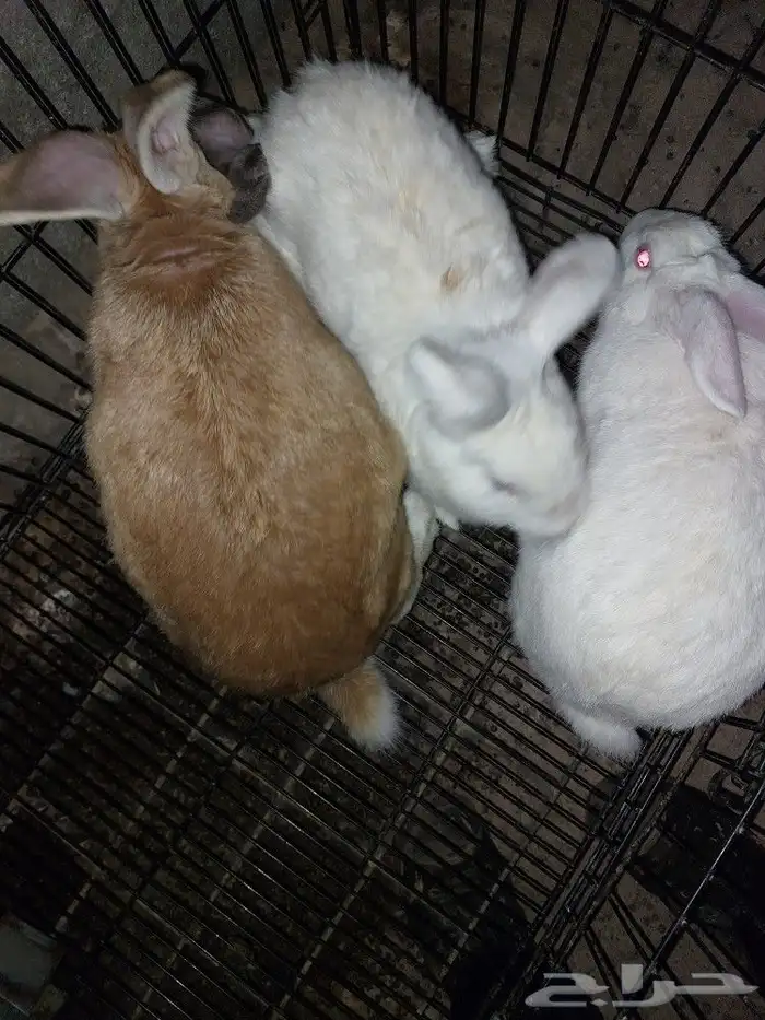 متوفر ذكور أرانب حجم كبير 8