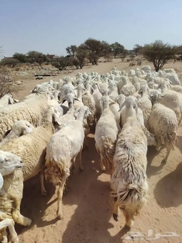 غنم حريه حرش مراح وحد قطعه وحده العداد 100الغنم طيبه ودفيع 2