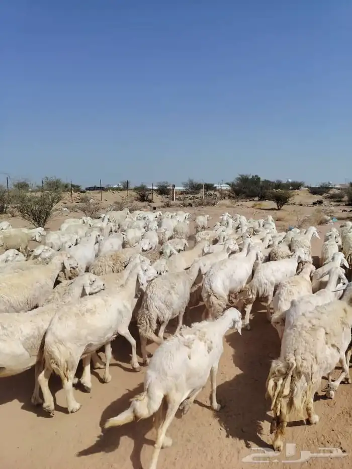غنم حريه حرش مراح وحد قطعه وحده العداد 100الغنم طيبه ودفيع 4