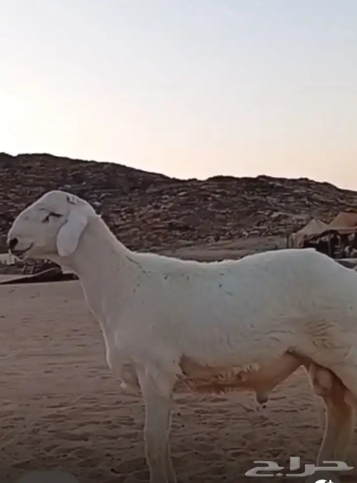 مشروع فحل حري صنف 2