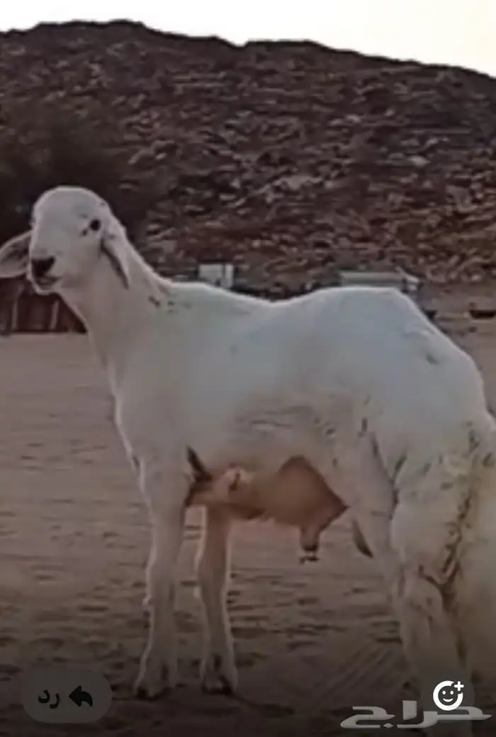 مشروع فحل حري صنف 0