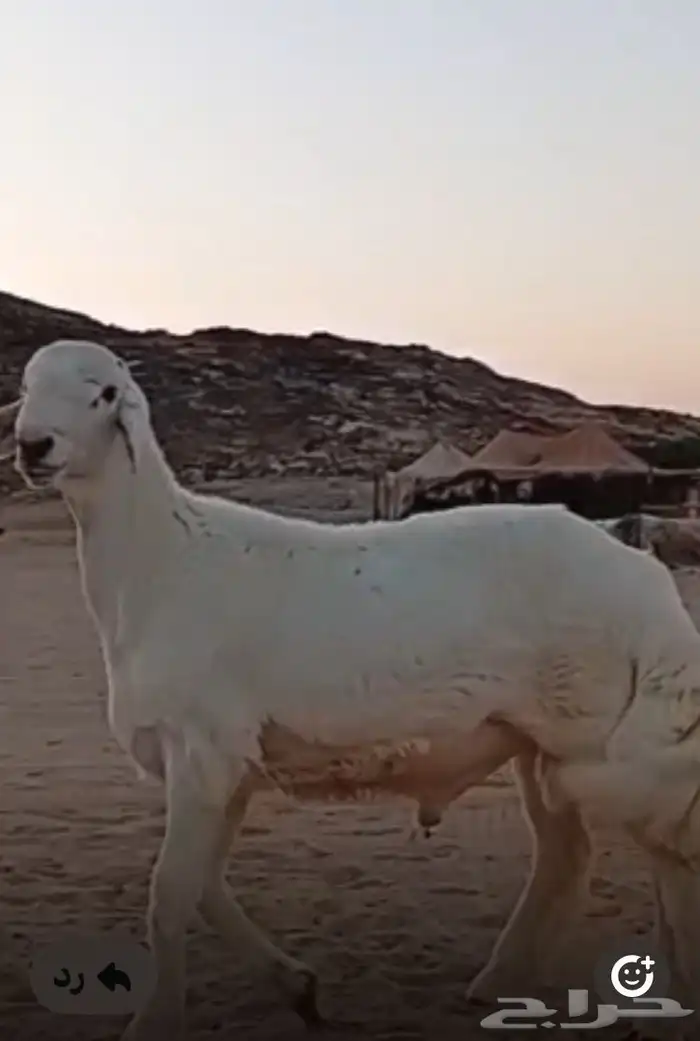 مشروع فحل حري صنف 4