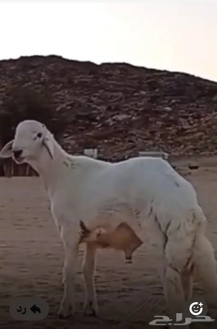 مشروع فحل حري صنف 1