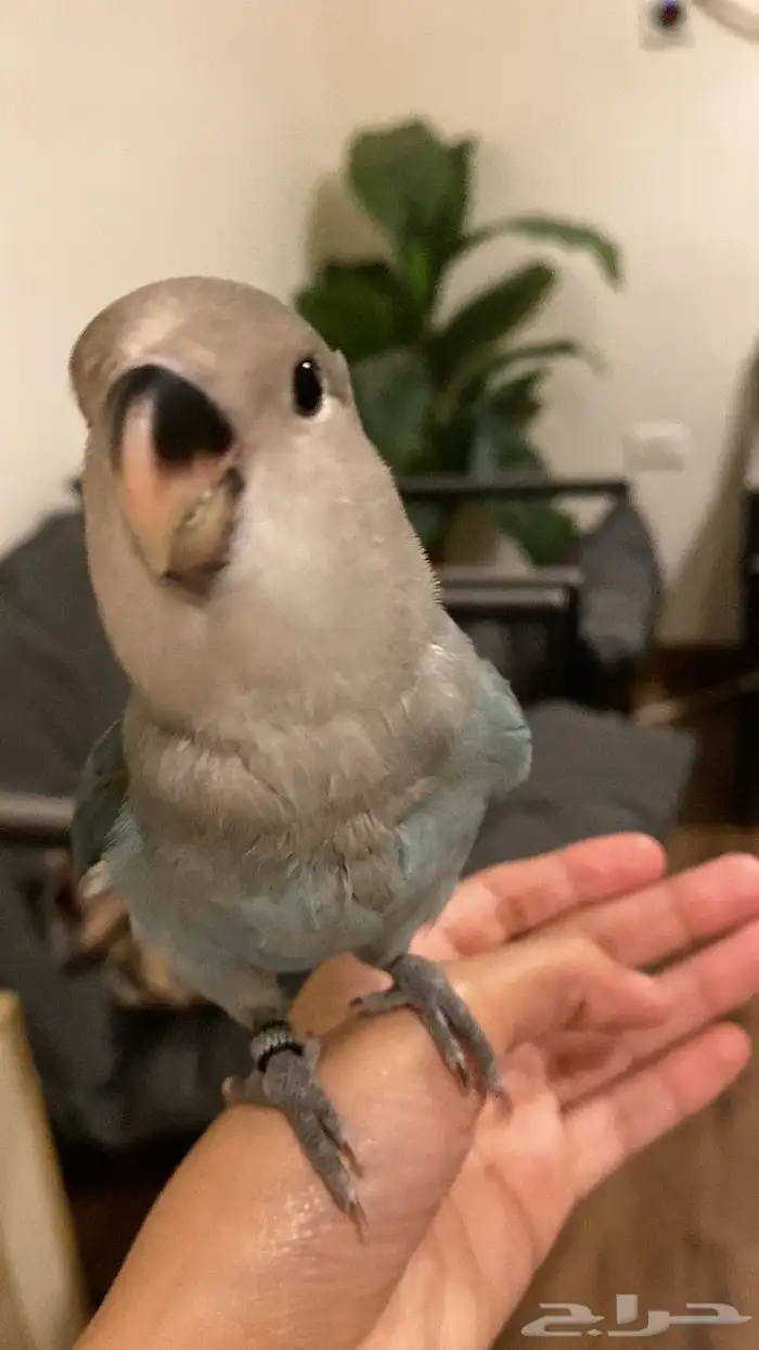 فندقة رفه للحيوانات   . 0