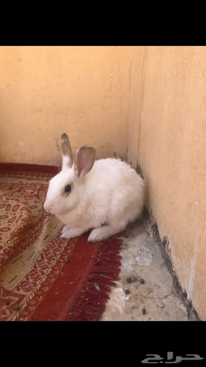 أرانب للبيع على السوم 0