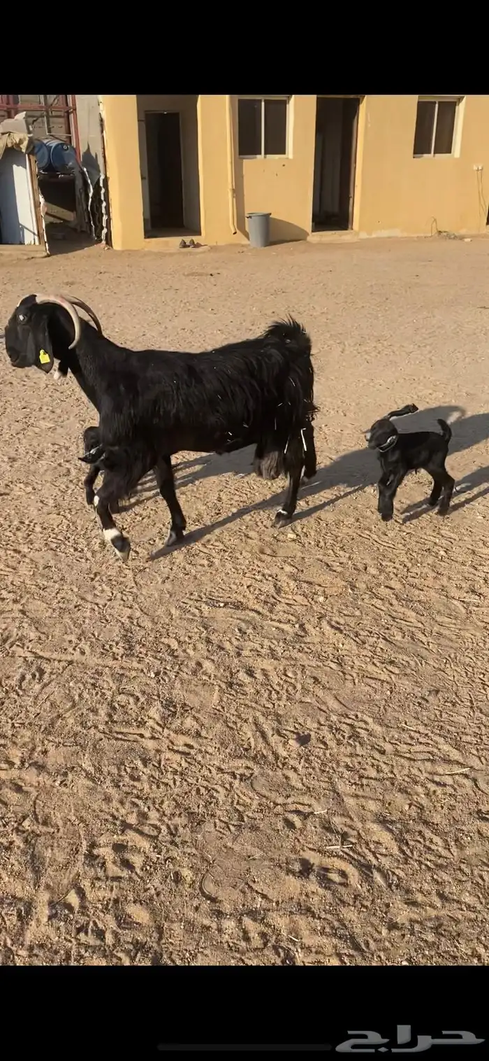 عنز خصم مطفل توم وروم وسن وديد 3