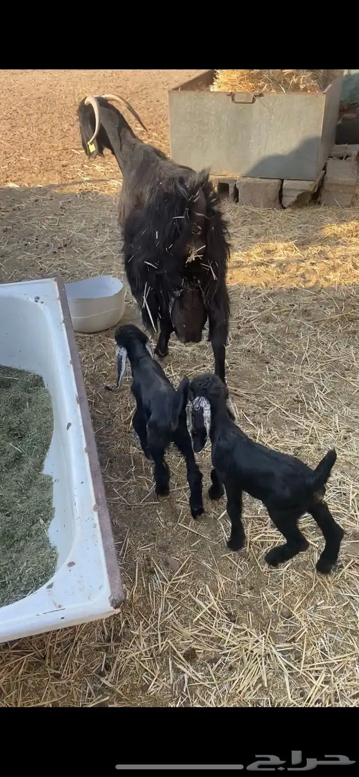 عنز خصم مطفل توم وروم وسن وديد 1