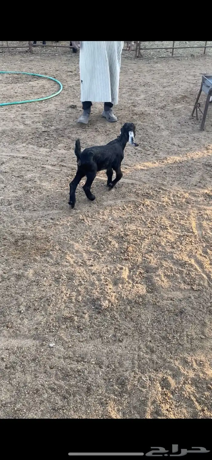 داغور جفره 20يوم 0